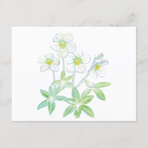 Weihnachts-Rose, Helleborus niger Postkarte