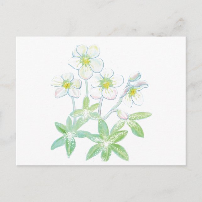 Weihnachts-Rose, Helleborus niger Postkarte (Vorderseite)