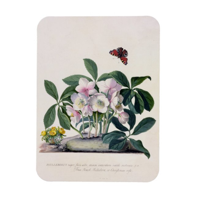 Weihnachts-Rose (Helleborus niger) und Winter Acon Magnet (Vertikal)