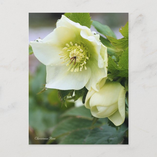 Weihnachts-Rose [Postkarte] Postkarte (Vorderseite)