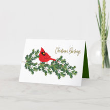 Weihnachts-Segnung Roter Kardinal auf Kiefernzweig