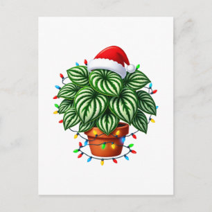 Weihnachts-Wassermelonen-Peperomia Argyreia Holid Feiertagspostkarte