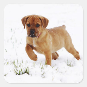 Weihnachts-Welpe Quadratischer Aufkleber