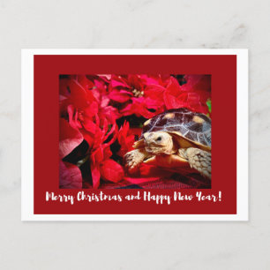 Weihnachtsbaby Sulcata Turtle und rote Poinsettias Postkarte
