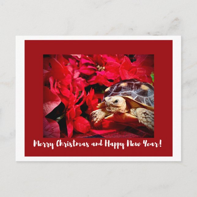 Weihnachtsbaby Sulcata Turtle und rote Poinsettias Postkarte (Vorderseite)