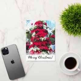 Weihnachtsbaum Poinsettia