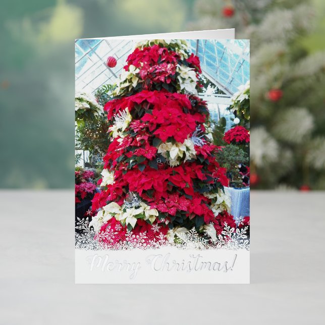Weihnachtsbaum Poinsettia (Feiertag In Situ)