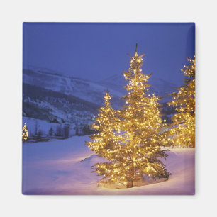 Weihnachtsbäume, Park City, Wastch Berge, Magnet