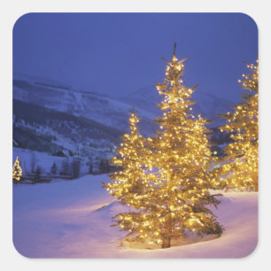 Weihnachtsbäume, Park City, Wastch Berge, Quadratischer Aufkleber