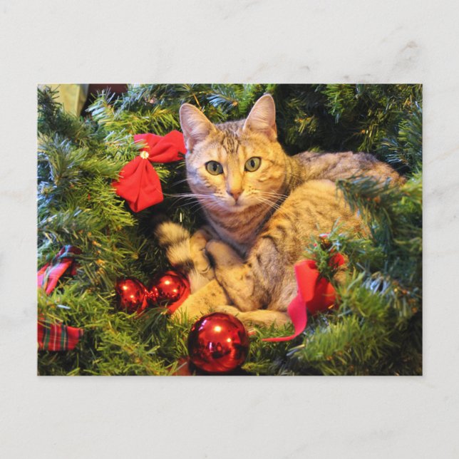Weihnachtsbaumkatze Postkarte (Vorderseite)