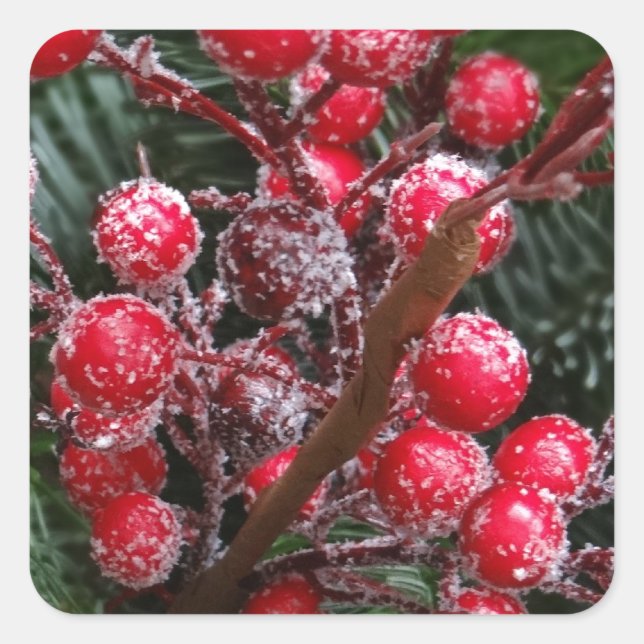 Weihnachtsberries. Quadratischer Aufkleber (Vorderseite)