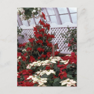 Weihnachtsblumenpostkarte 2 feiertagspostkarte