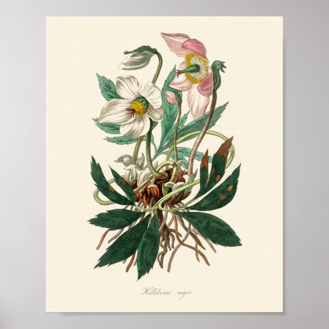 Weihnachtsfeier (Helleborus niger) Poster (Vorne)