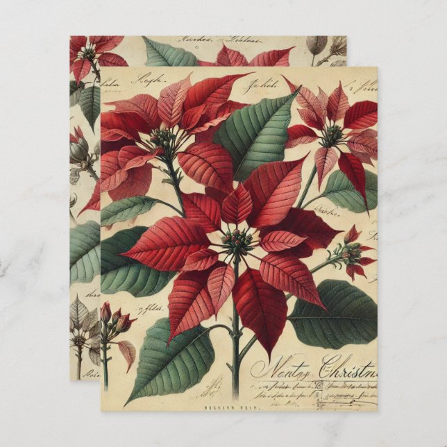 Weihnachtsfeiertage Poinsettia Botanisches Scrapbo (Vorne/Hinten)