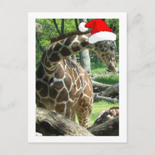 WeihnachtsGiraffe Feiertagspostkarte