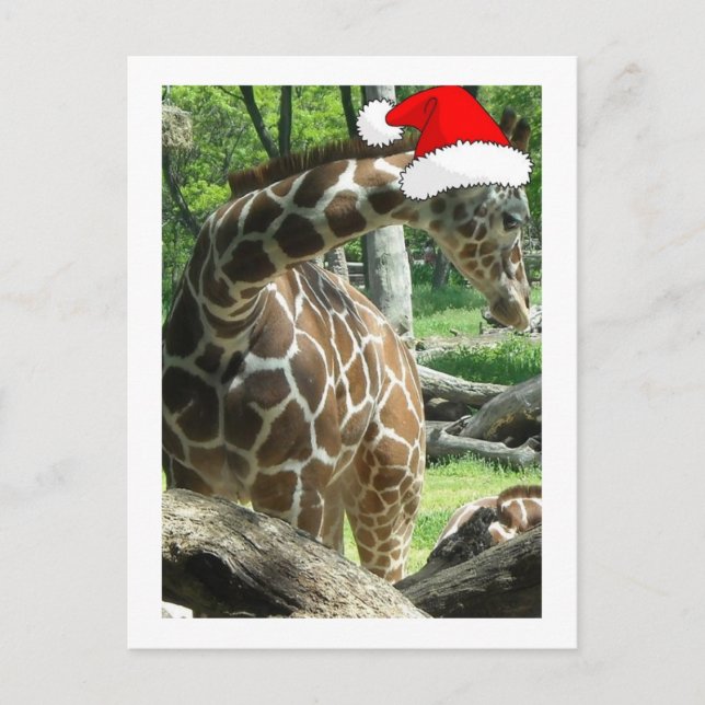 WeihnachtsGiraffe Feiertagspostkarte (Vorderseite)