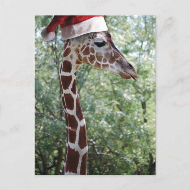 WeihnachtsGiraffe mit Weihnachtsmannmütze Feiertagspostkarte (Vorderseite)