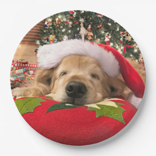 Weihnachtsgolden retriever-Hund schlafend unter Pappteller