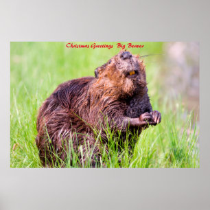 Weihnachtsgrüße Big Beaver Poster