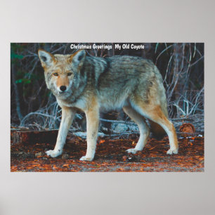 Weihnachtsgrüße Mein altes Coyote Poster