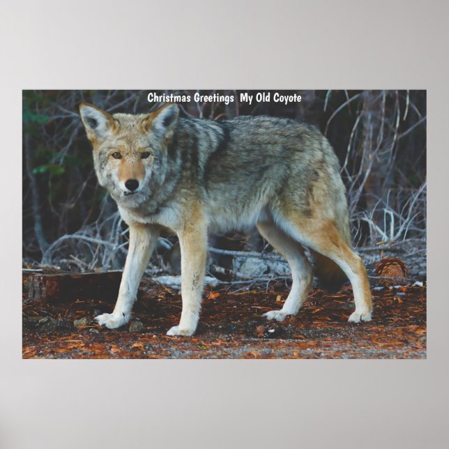 Weihnachtsgrüße Mein altes Coyote Poster (Vorne)
