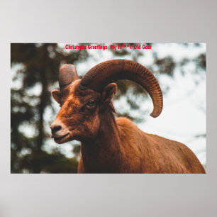 Weihnachtsgrüße meine Honigziege Poster