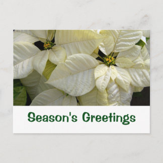 Weihnachtsgrüße Postkarte Weiße Poinsettie