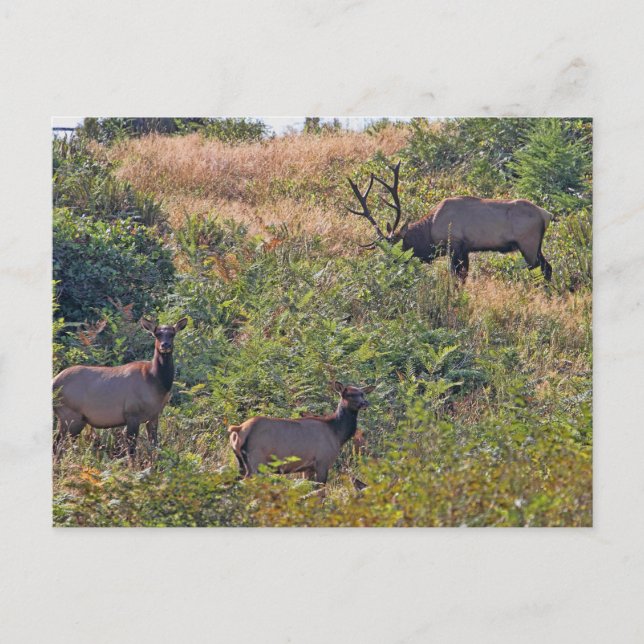 Weihnachtshörnchen mit Candy Cane Feiertagspostkarte (Vorderseite)