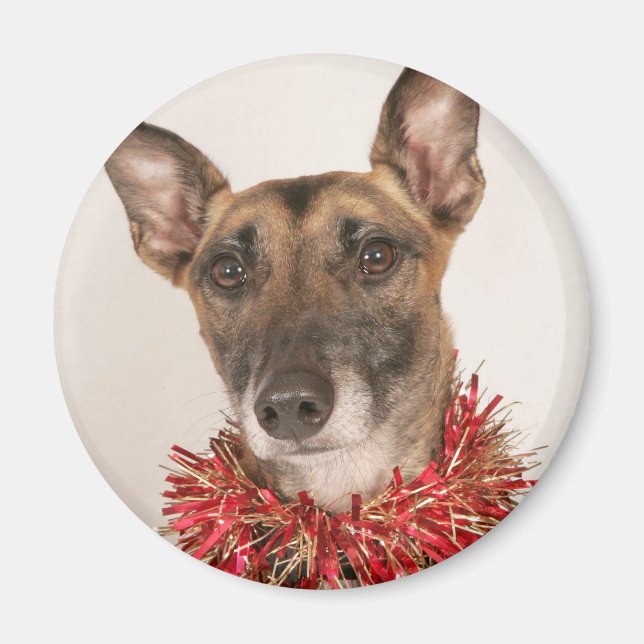Weihnachtshund 1 magnet (Vorne)