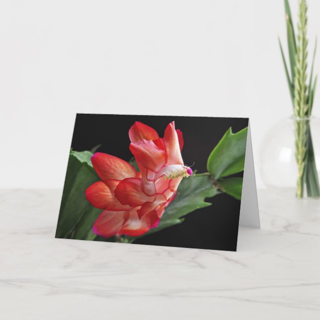 Weihnachtskaktus Blossom Feiertagskarte (Vorderseite)