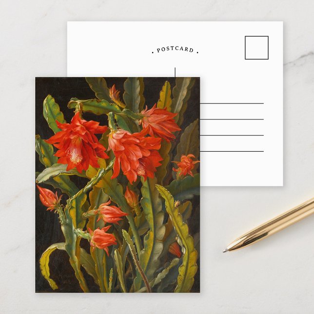 Weihnachtskaktus | Christliches Möllback Postkarte (Von Creator hochgeladen)