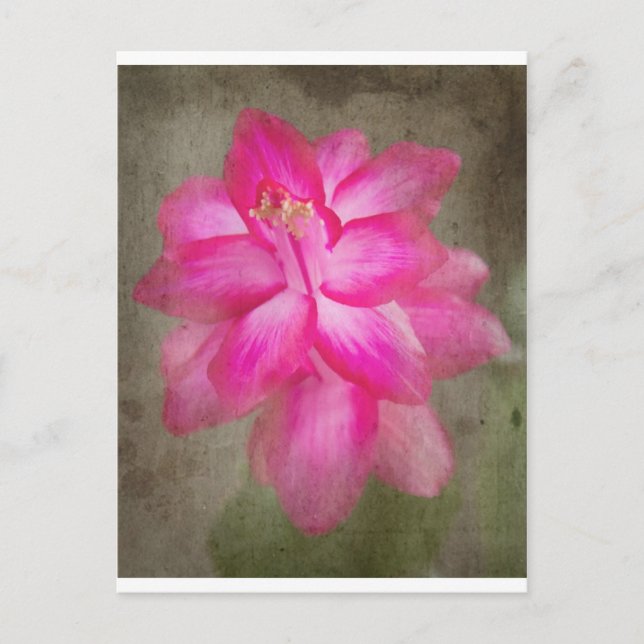 Weihnachtskaktus Feiertagspostkarte (Vorderseite)