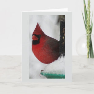 Weihnachtskarte für männlichen Kardinal Feiertagskarte