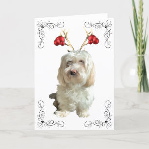 Weihnachtskarte Havanese Rentier Feiertagskarte