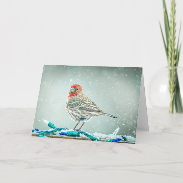 Weihnachtskarte mit Hausfink Feiertagskarte (Vorderseite)