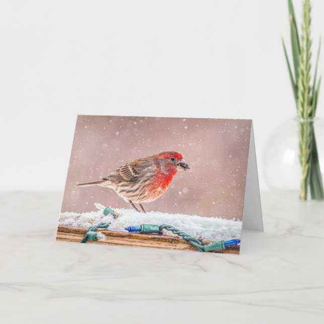 Weihnachtskarte mit Hausfink mit Samen Feiertagskarte (Vorderseite)