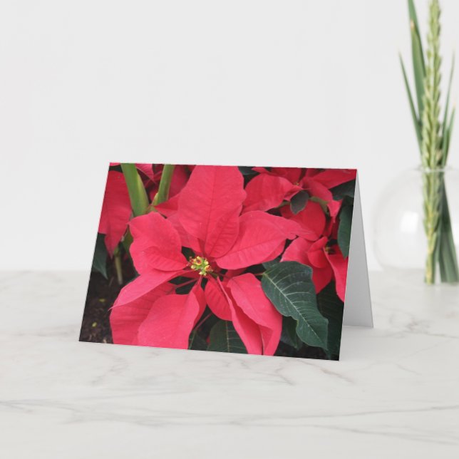 Weihnachtskarte mit hellroter Poinsettia Feiertagskarte (Vorderseite)