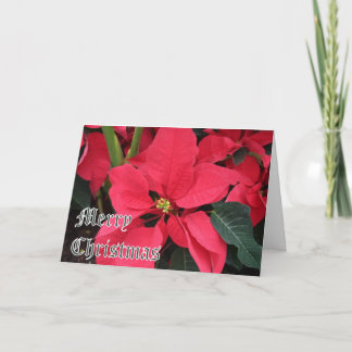 Weihnachtskarte mit Poinsettias und Merry Christma Feiertagskarte