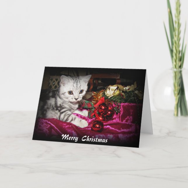 Weihnachtskarte mit Silbertabby Feiertagskarte (Vorderseite)