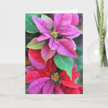 Weihnachtskarte Rosa und Rote Poinsettias