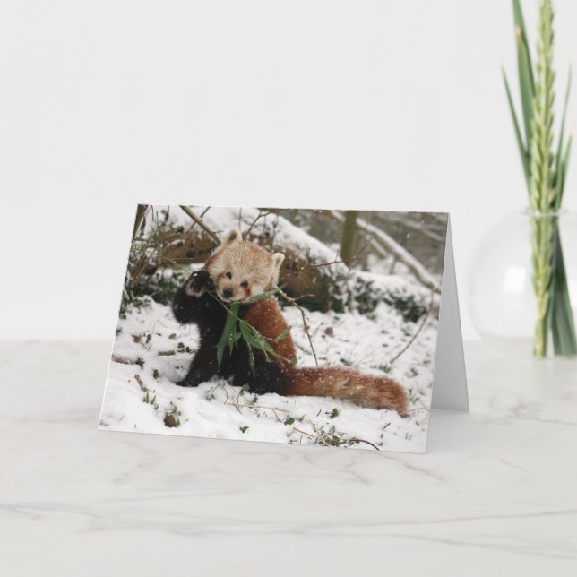 Weihnachtskarte - roter Panda 5 Feiertagskarte (Vorderseite)