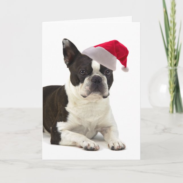 Weihnachtskarte Sankt Boston Terrier Feiertagskarte (Vorderseite)