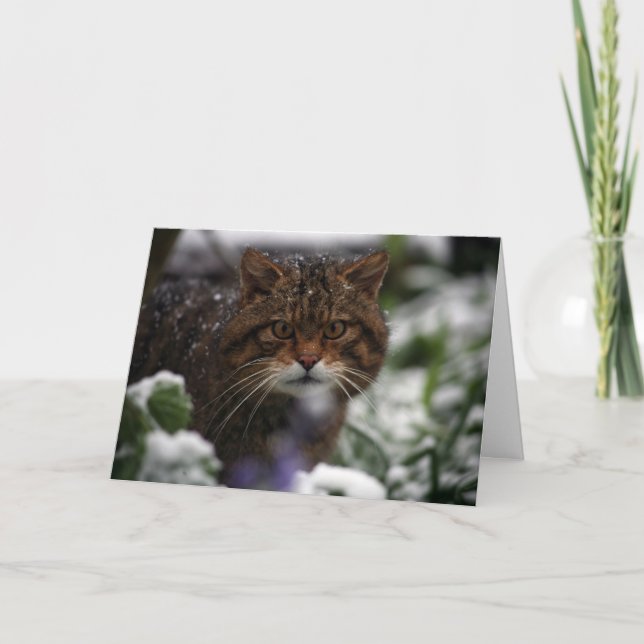 Weihnachtskarte - schottische Wildkatze 6 Feiertagskarte (Vorderseite)