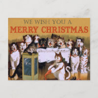 Weihnachtskatz