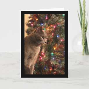 Weihnachtskatze Feiertagskarte
