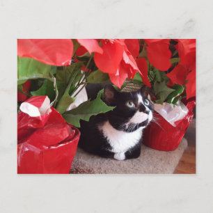 Weihnachtskatze Postkarte