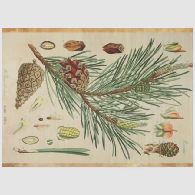 Weihnachtskiefer Seidenpapier (Vorderseite)