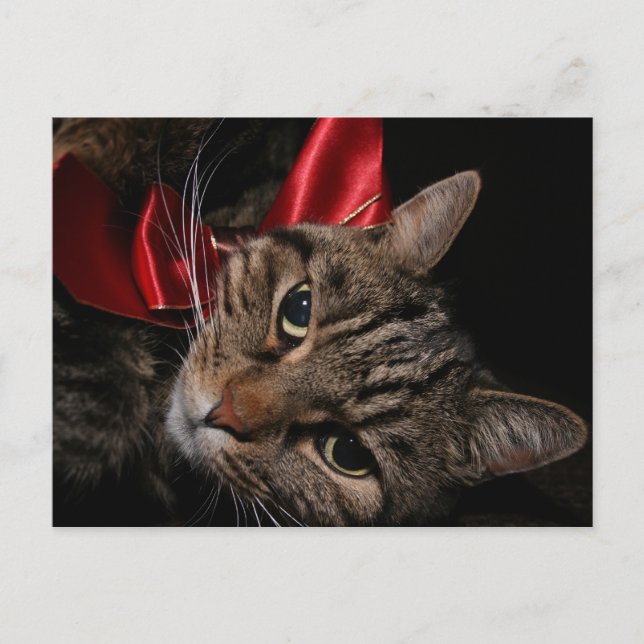 Weihnachtskitty Feiertagspostkarte (Vorderseite)