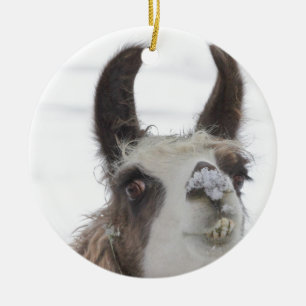 Weihnachtslama mit Schnee auf Nase für die Keramik Ornament