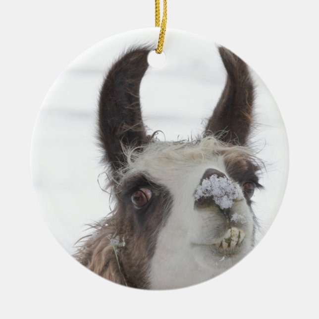 Weihnachtslama mit Schnee auf Nase für die Keramik Ornament (Vorne)